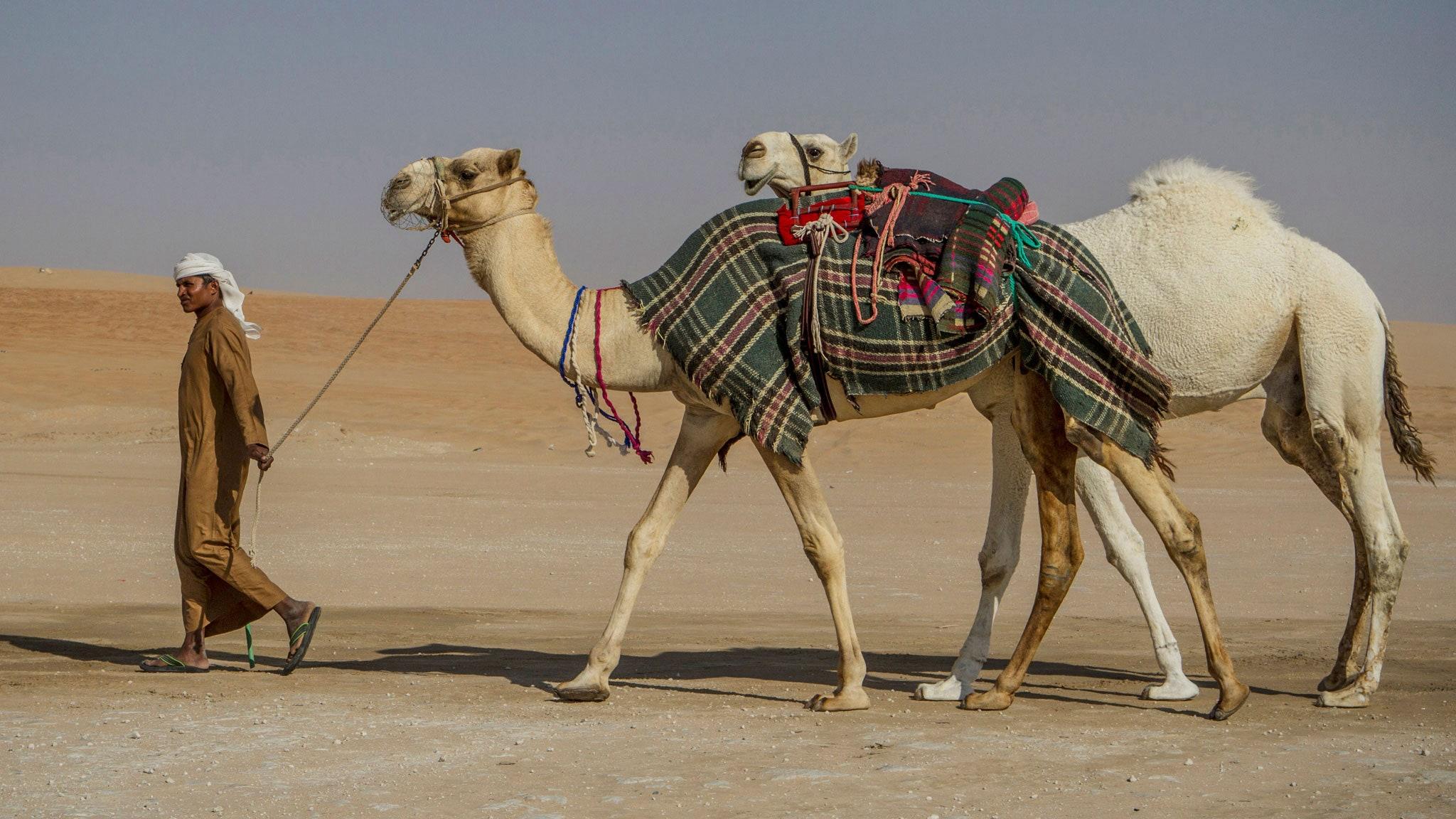2048x1152 The UAE's Other Side: Celebrating Camels in the Desert. Condé Nast Traveler