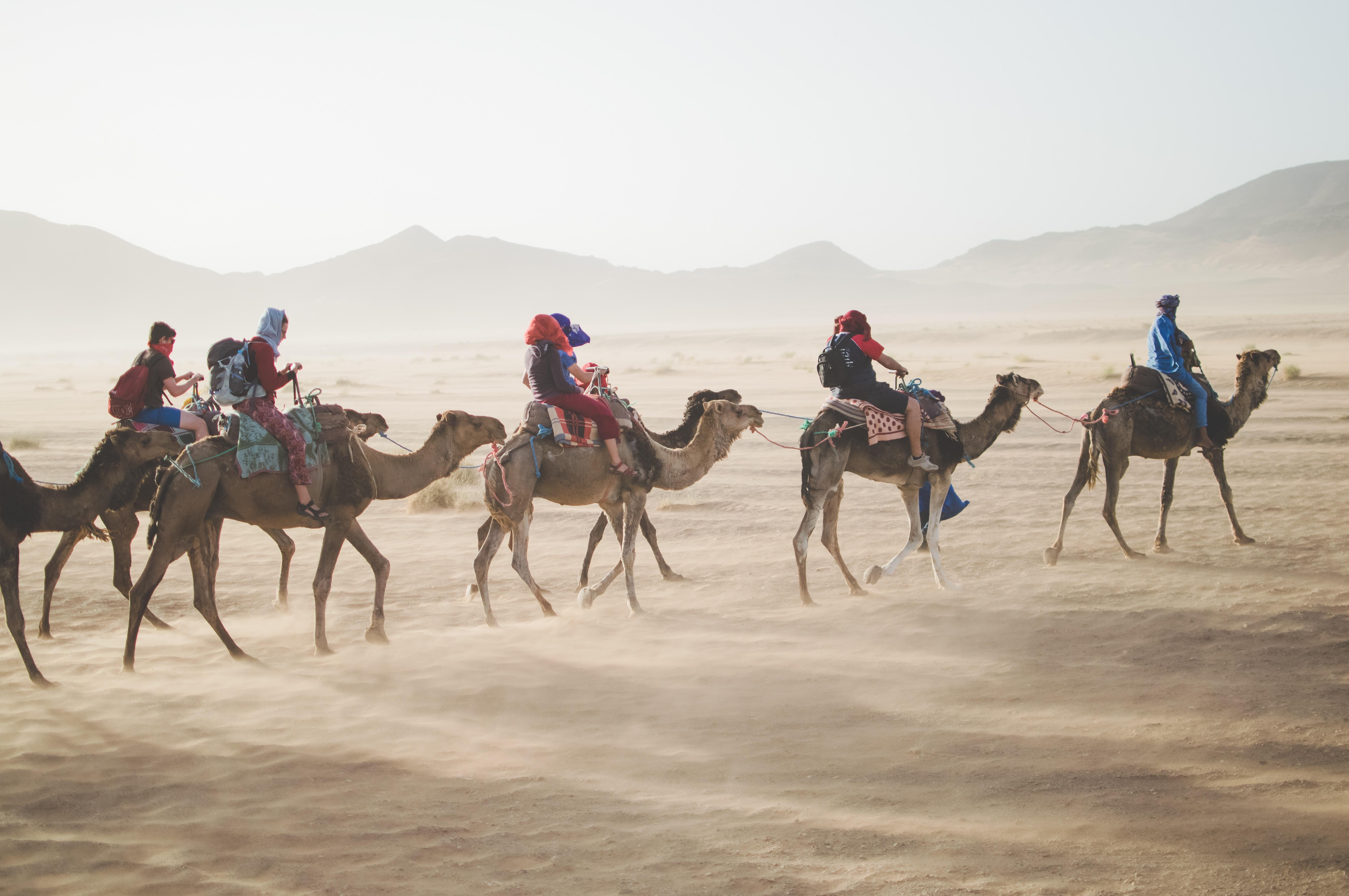 6016x4000 5184x3456 Free picture, sahara desert, dune, landscape, sunset, morocco, tracks, camel, sunrise, group, sunlight, desolate, sand, maroc, nature, android wallpaper, bright, flare, HD wallpaper, iphone wallpaper, desert Gallery HD Wallpaper