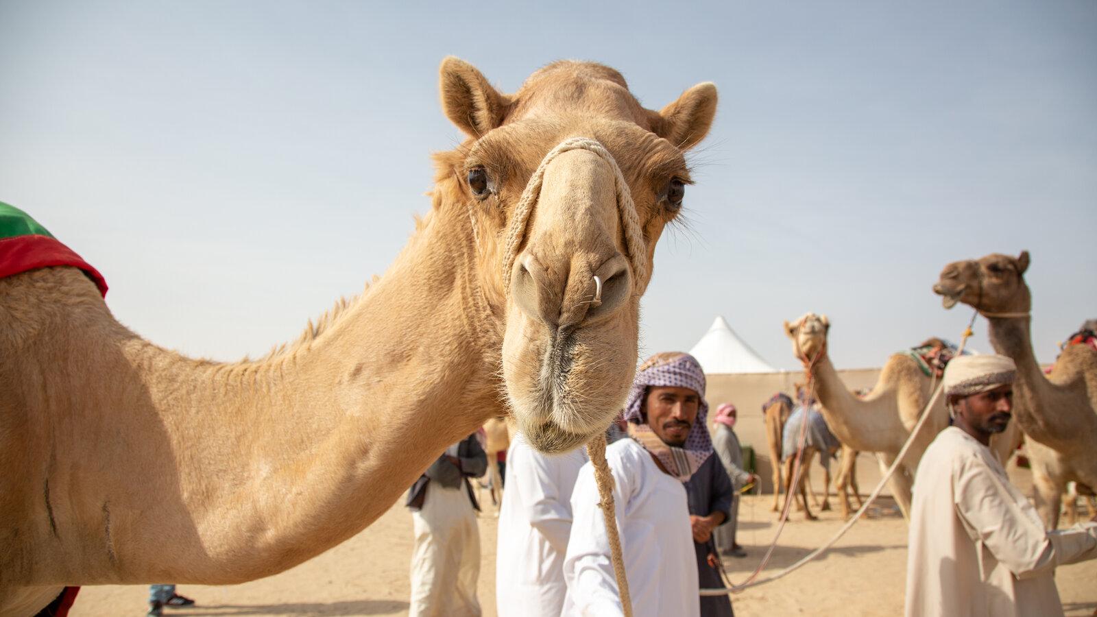 1600x900 Meet the Beauty Queens of Al Dhafra