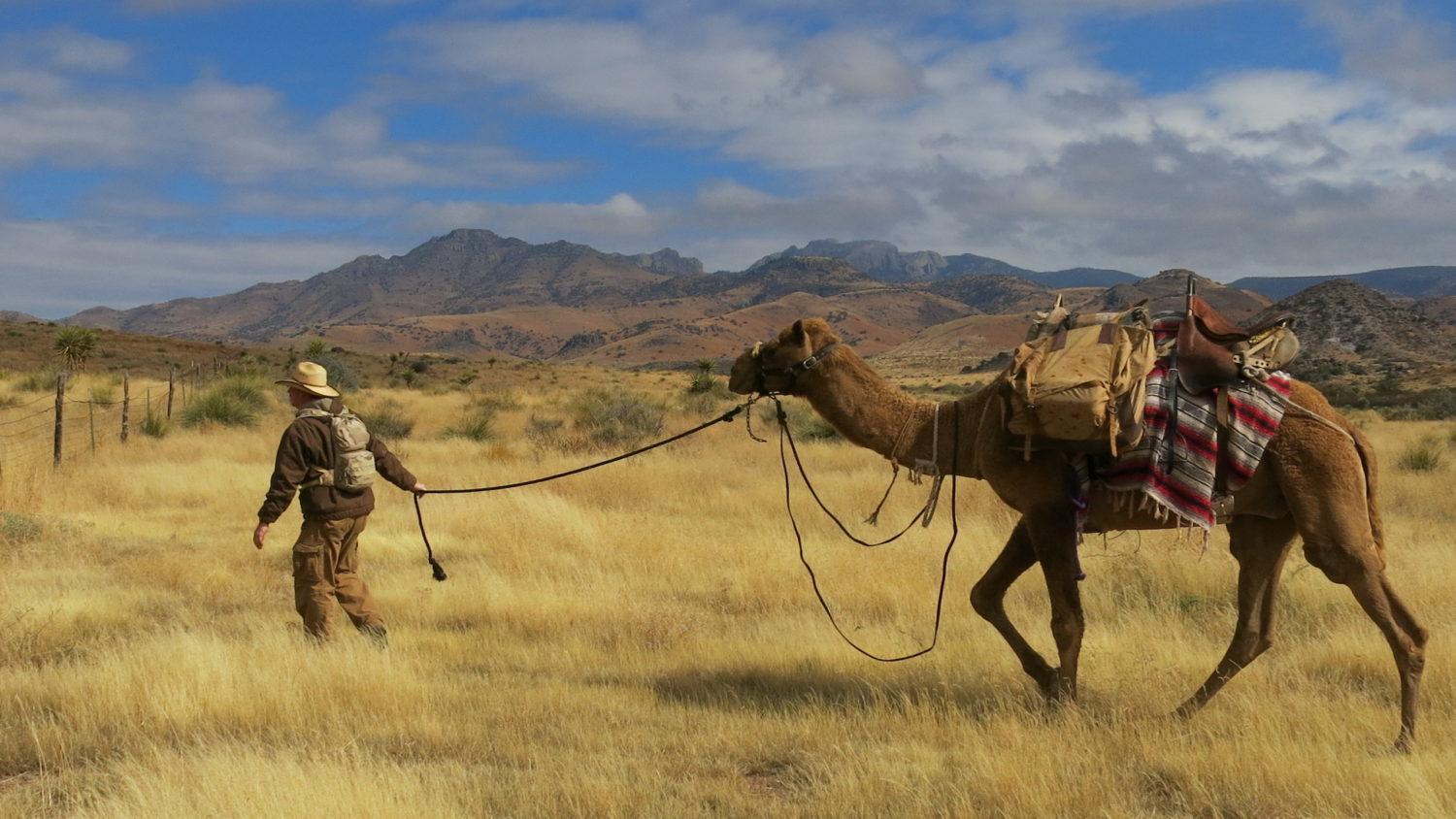 1500x844 Camels Trek In The Texas Desert, Just Like Old Times
