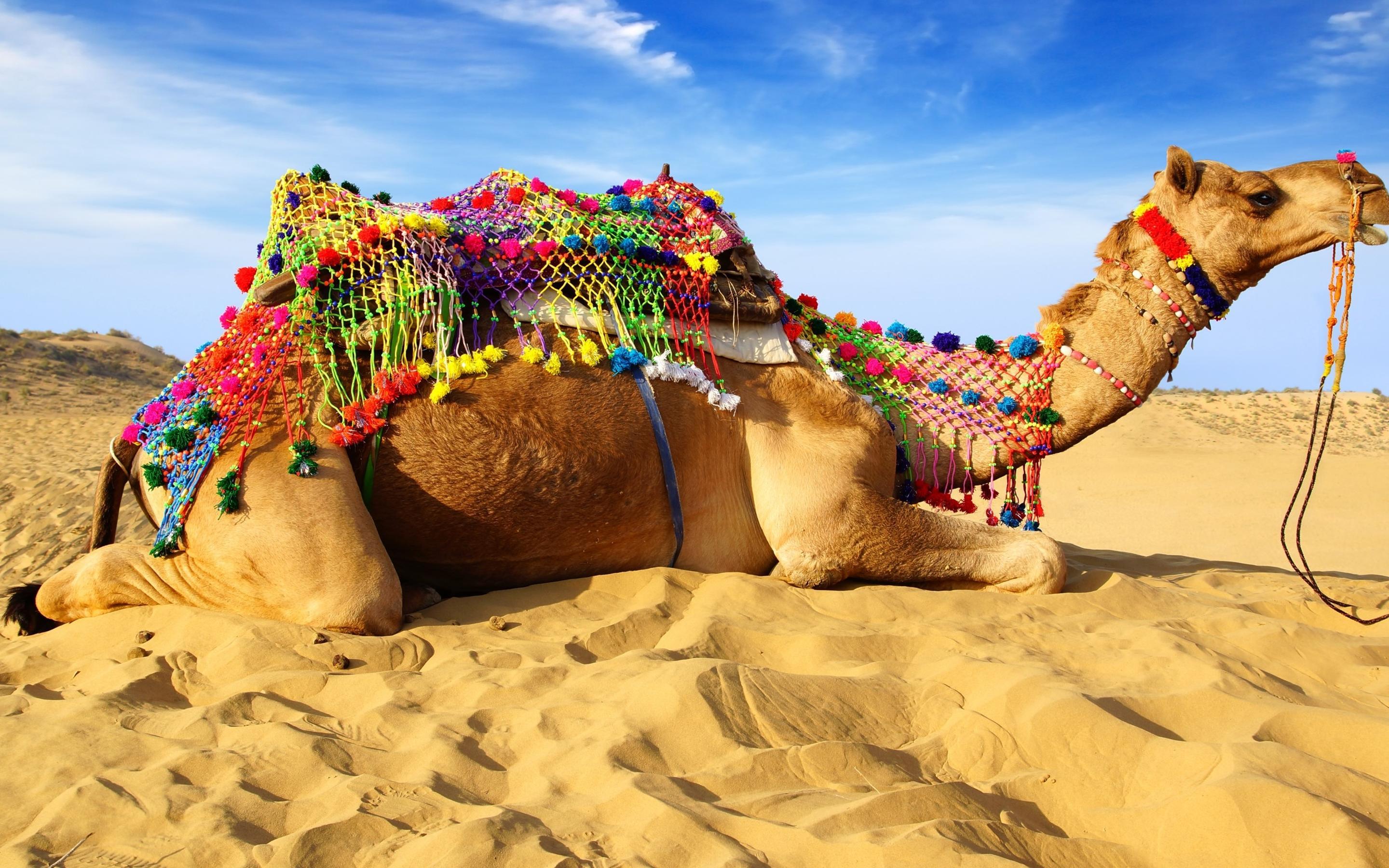 2880x1800 Camel in the desert