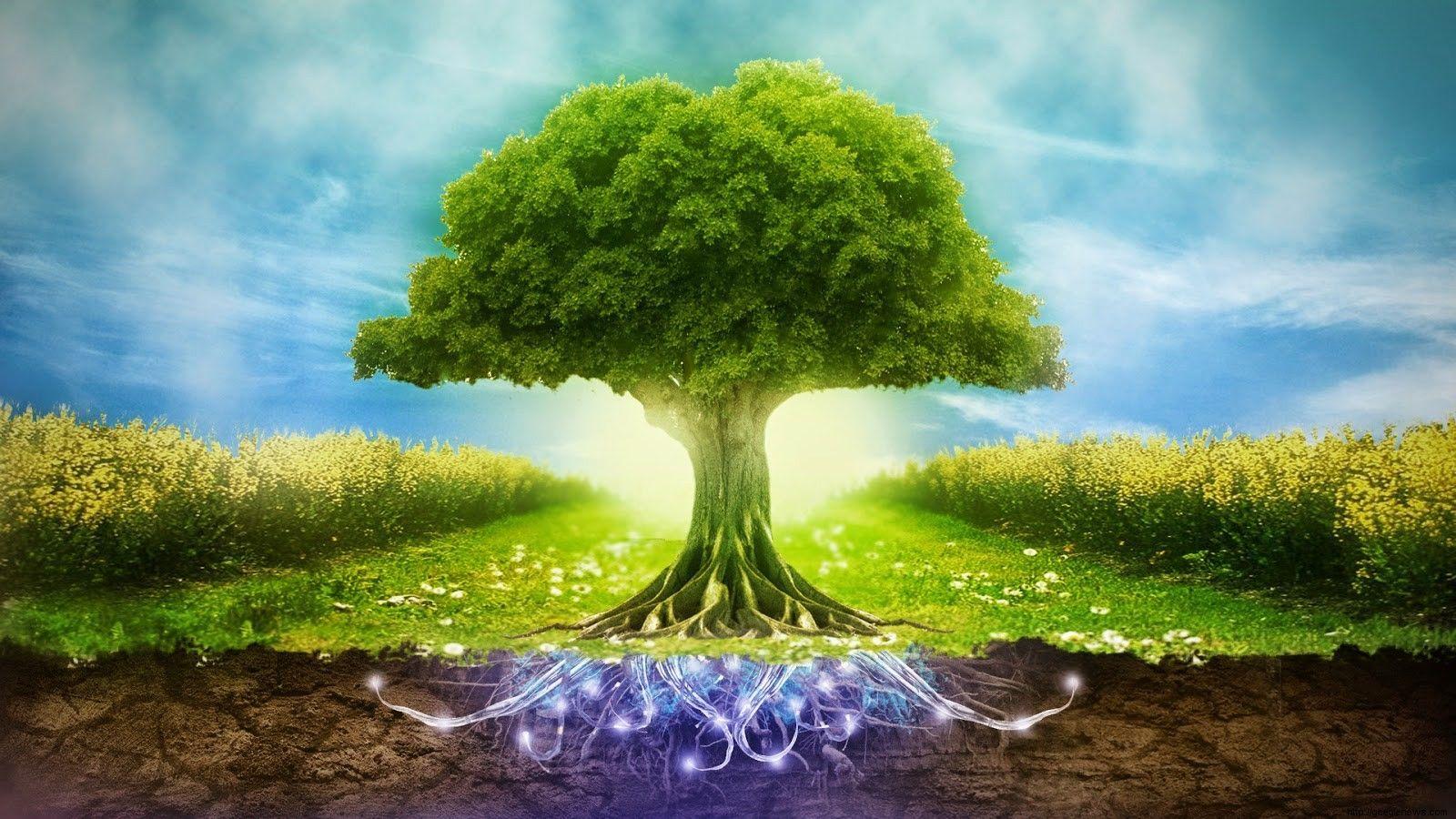 1600x900 Environmental Desktop Wallpaper