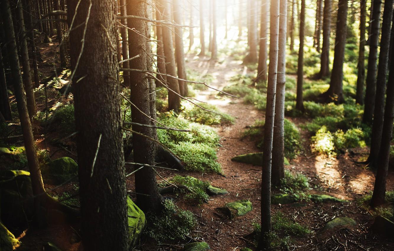 1332x850 Wallpaper forest, nature, moss, A ray of sunshine, the natural environment image for desktop, section природа