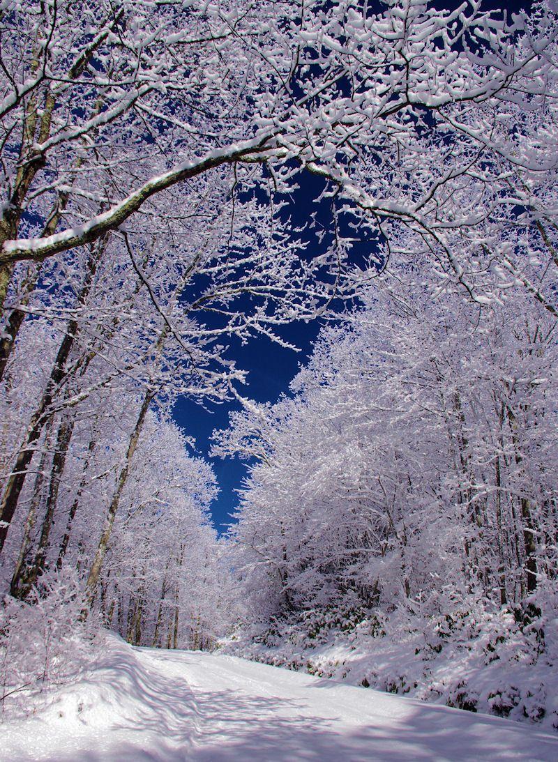 800x1093 Asheville NC Travel Vacation Guide. Winter scenes, Winter landscape, Winter photo