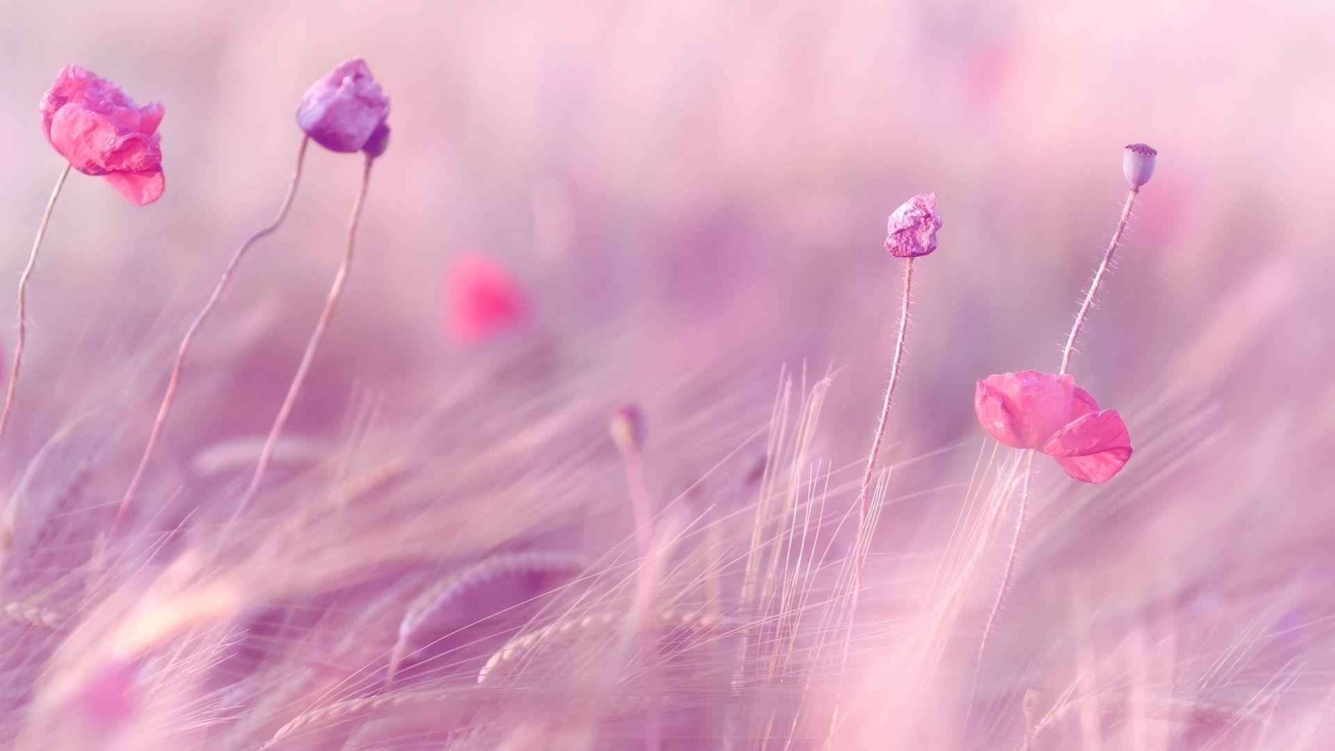 1920x1080 Soft Wallpaper