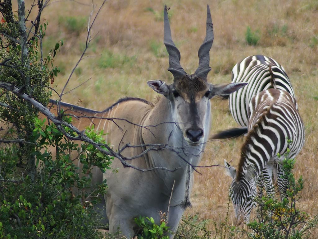 1024x768 Eland Desktop and Mobile Wallpaper