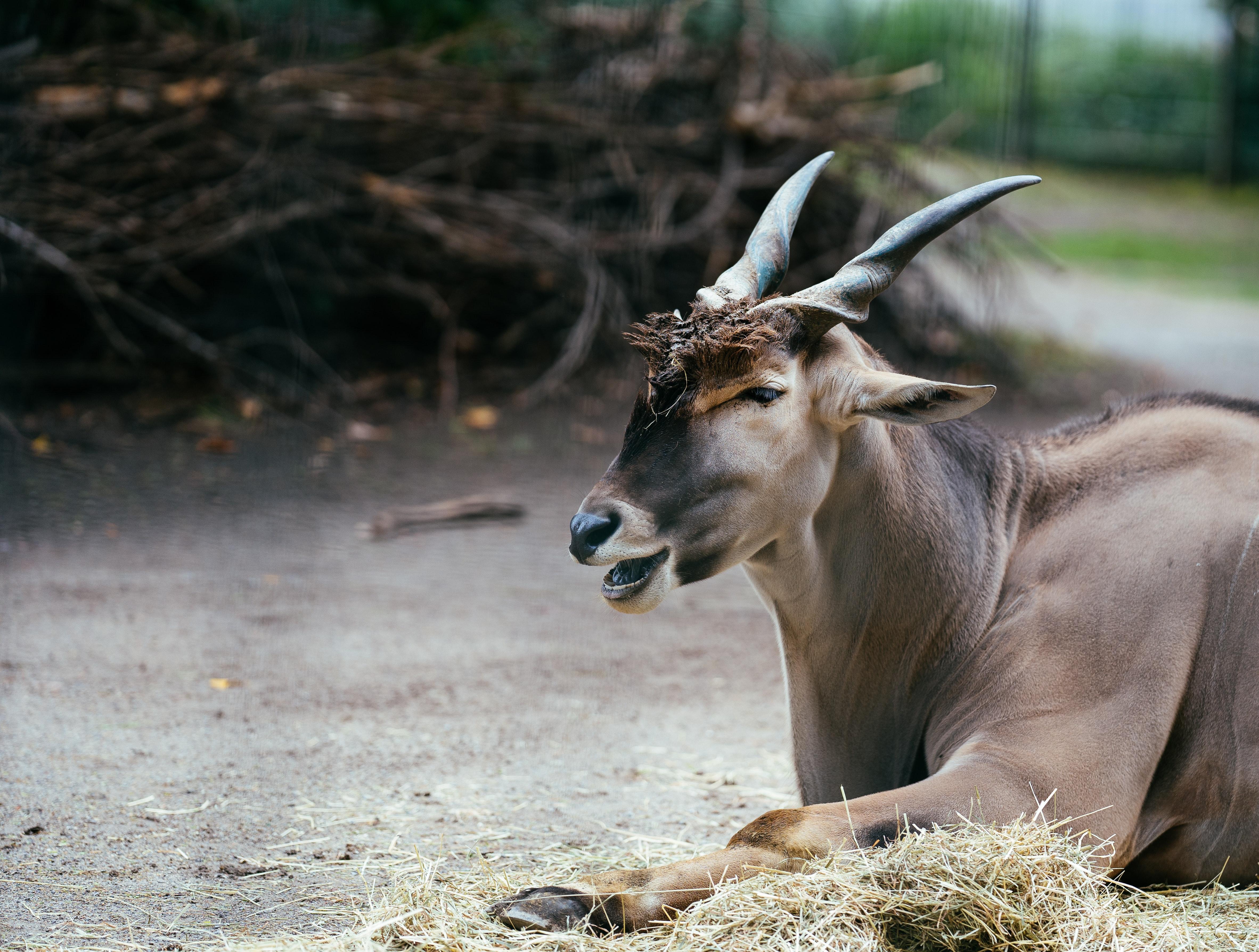 4728x3576 Eland Photo, Download Free Eland & HD Image