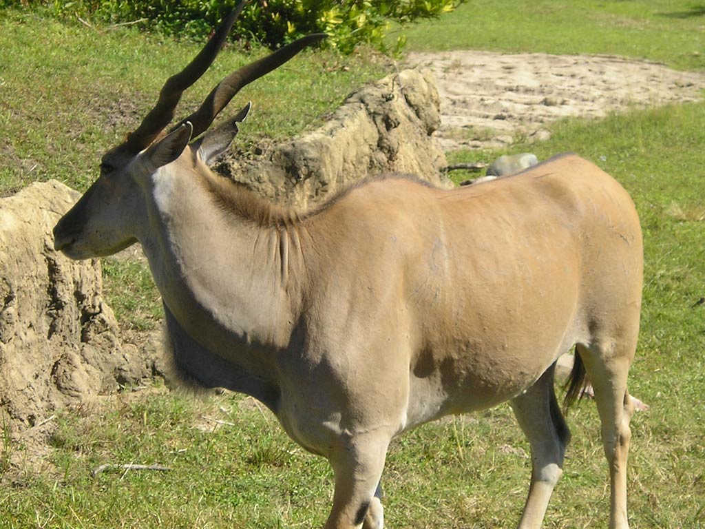 1024x768 Free Eland Wallpaper download