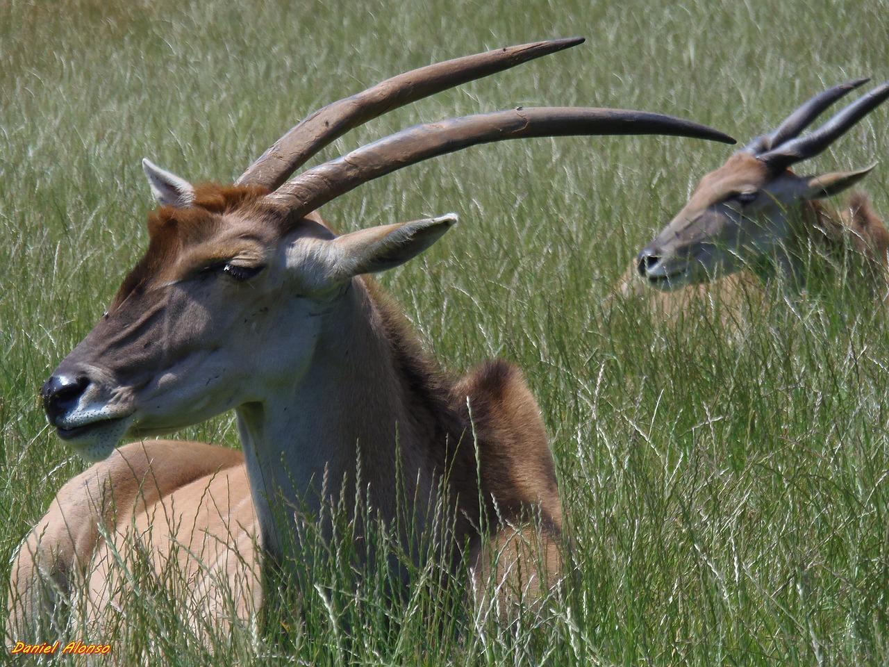 1280x960 Eland Antelope Deer