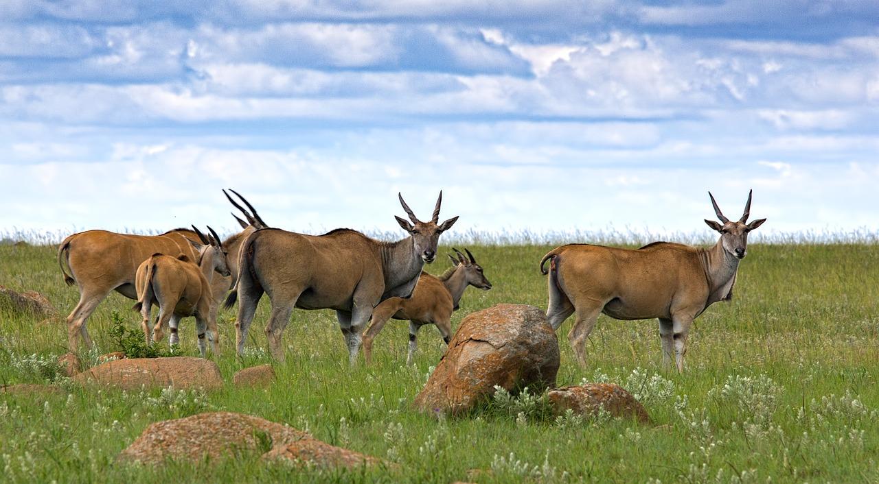 1280x706 Download free photo of Eland, antelope, buck, animal, wildlife