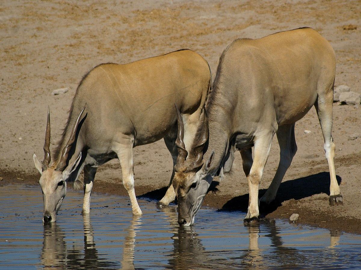 1200x900 Eland