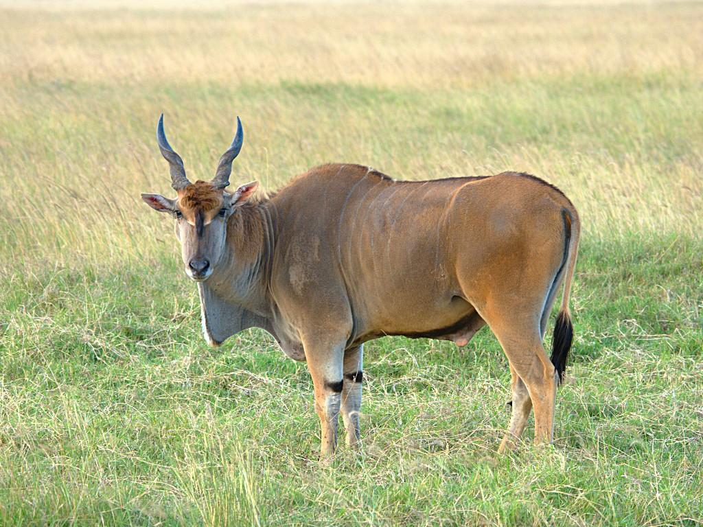 Eland Wallpapers Top Free Eland Backgrounds WallpaperAccess Eland Wallpapers Top Free Eland Backgrounds WallpaperAccess