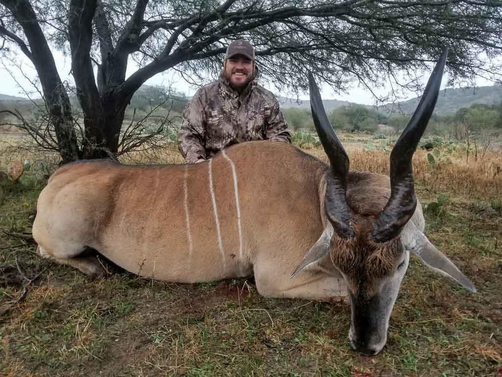 1024x768 Eland Hunting. Species Available for Hunt