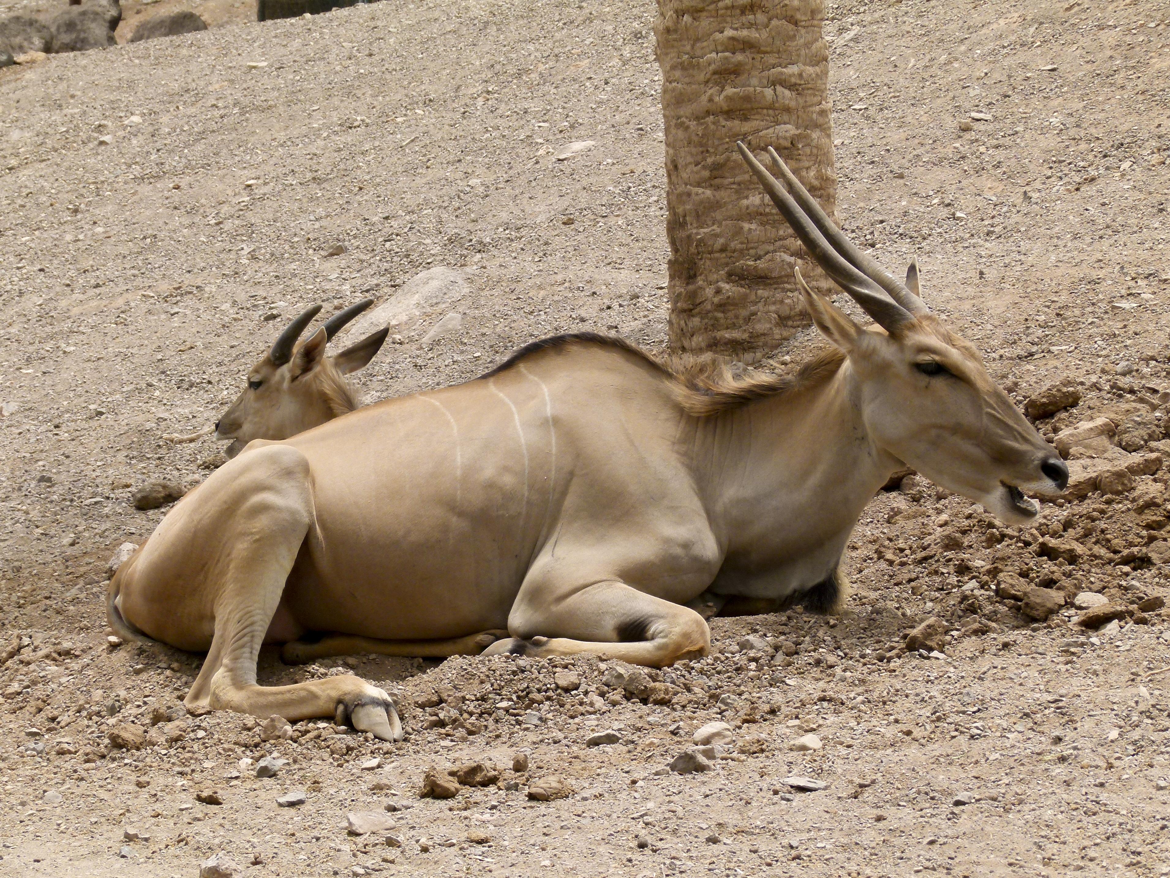 3821x2866 Taurotragus oryx - élan du Cap