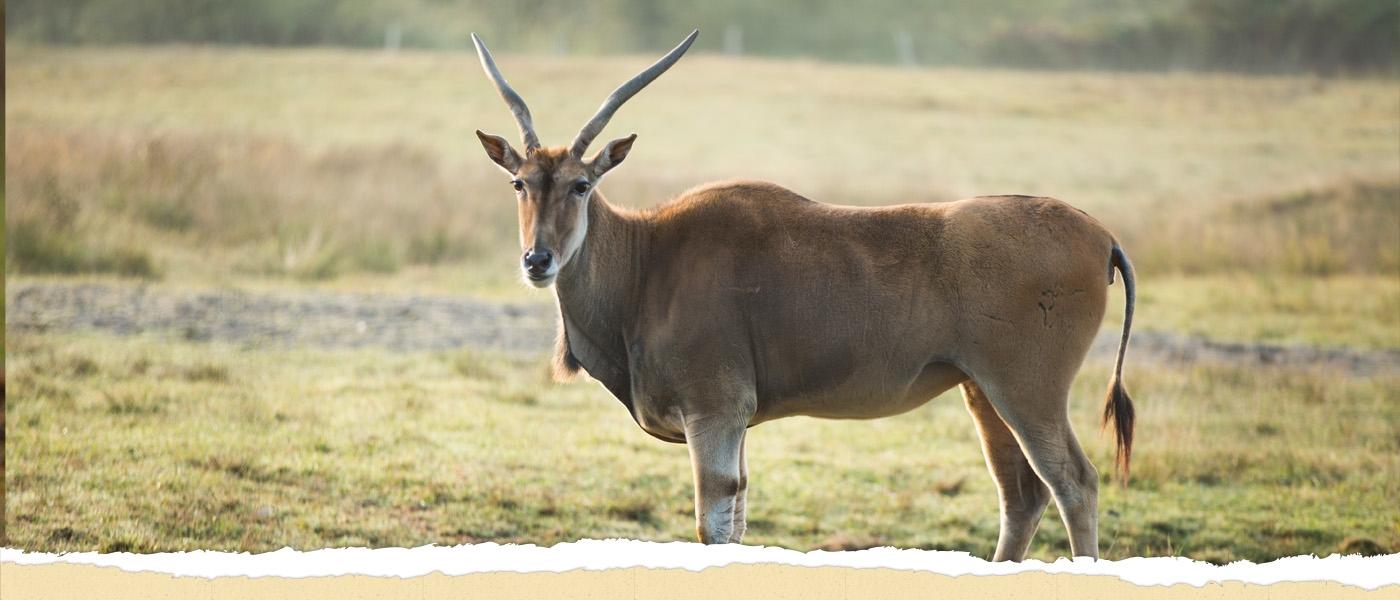 1400x600 Common Eland