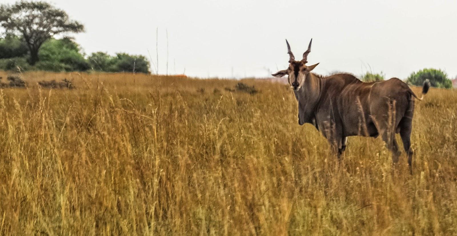 1600x827 Cannundrums: East African Eland