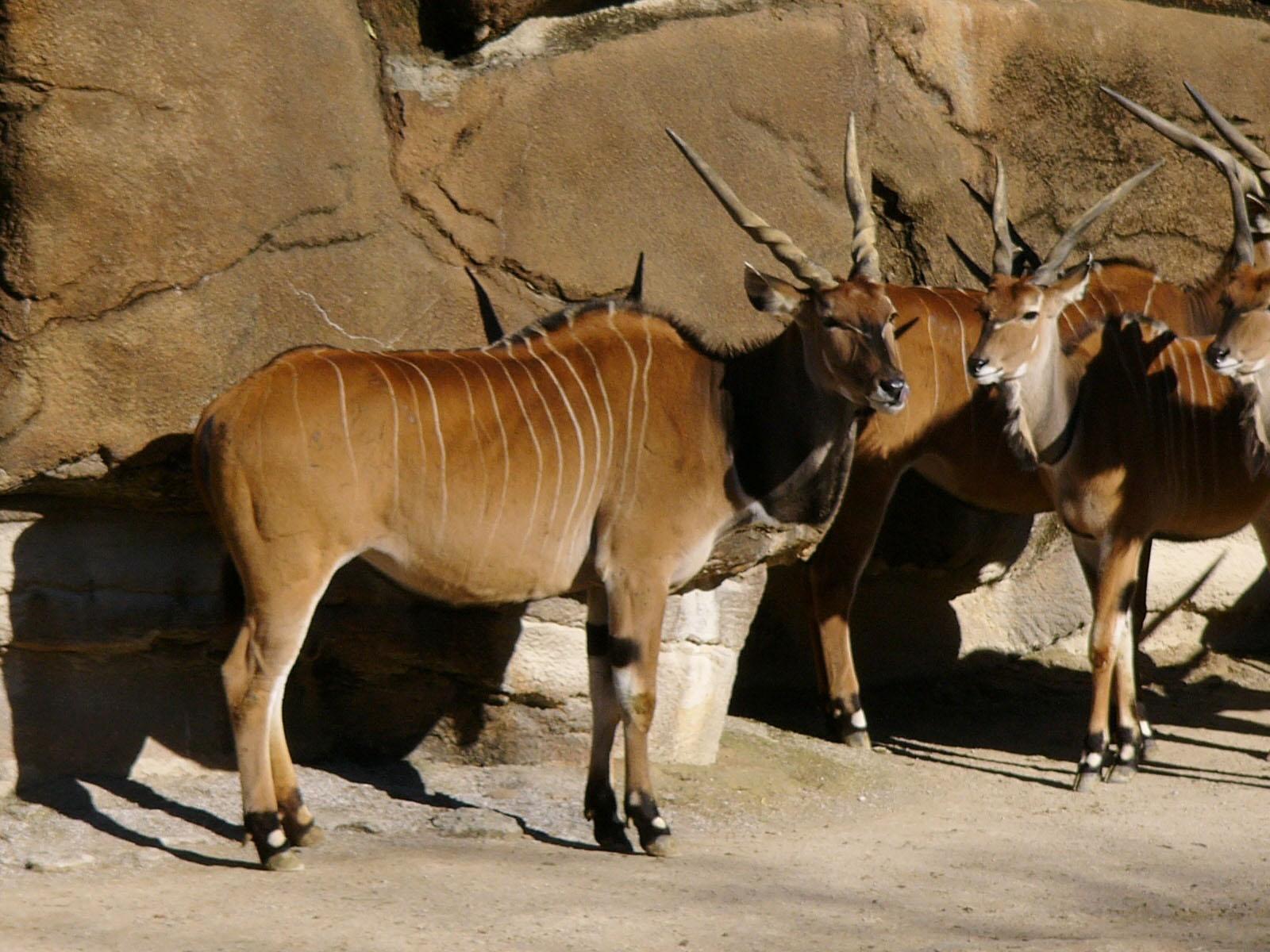 1600x1200 The Online Zoo