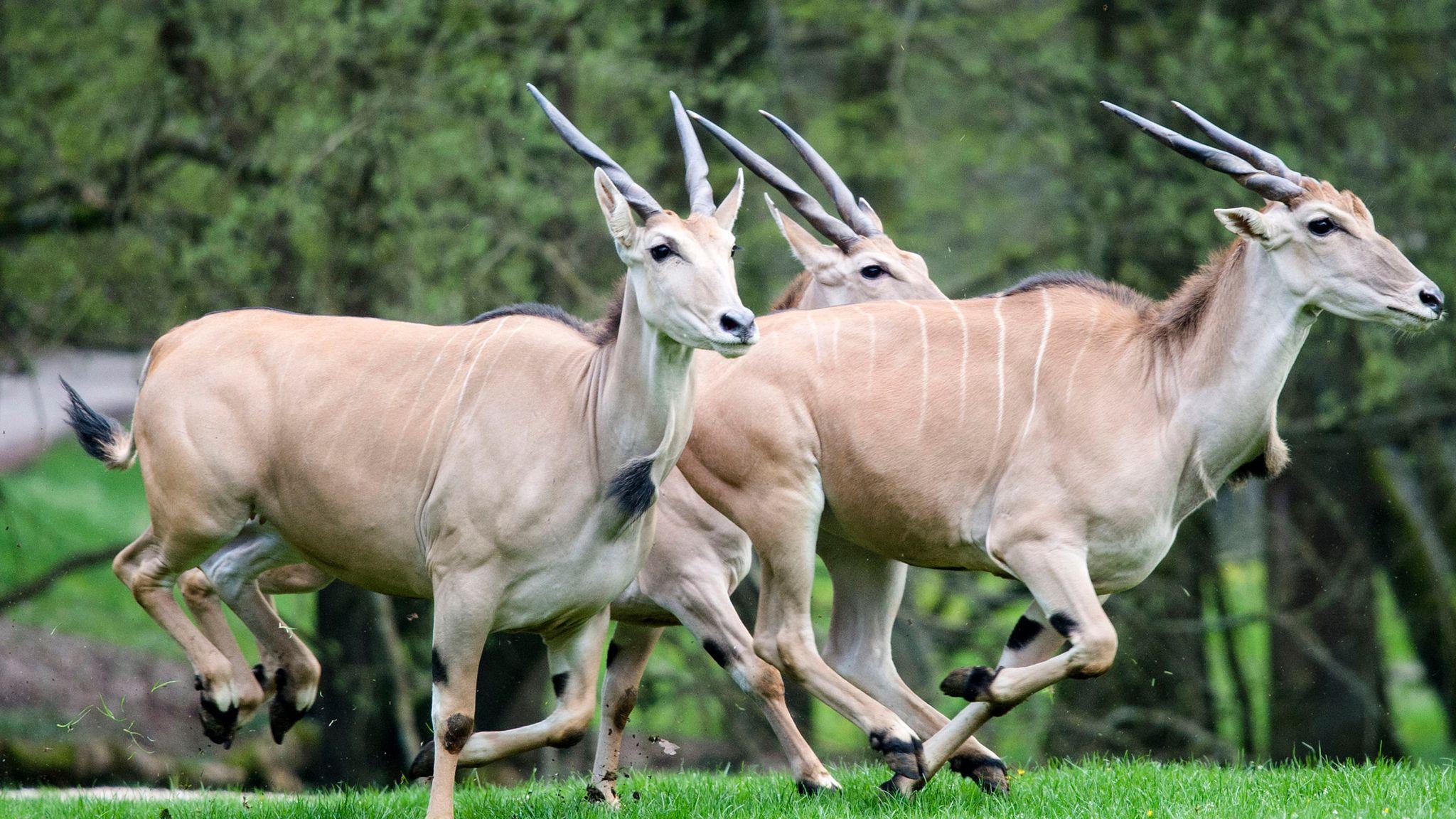 2048x1152 Worker gored to death by antelope in Swedish zoo
