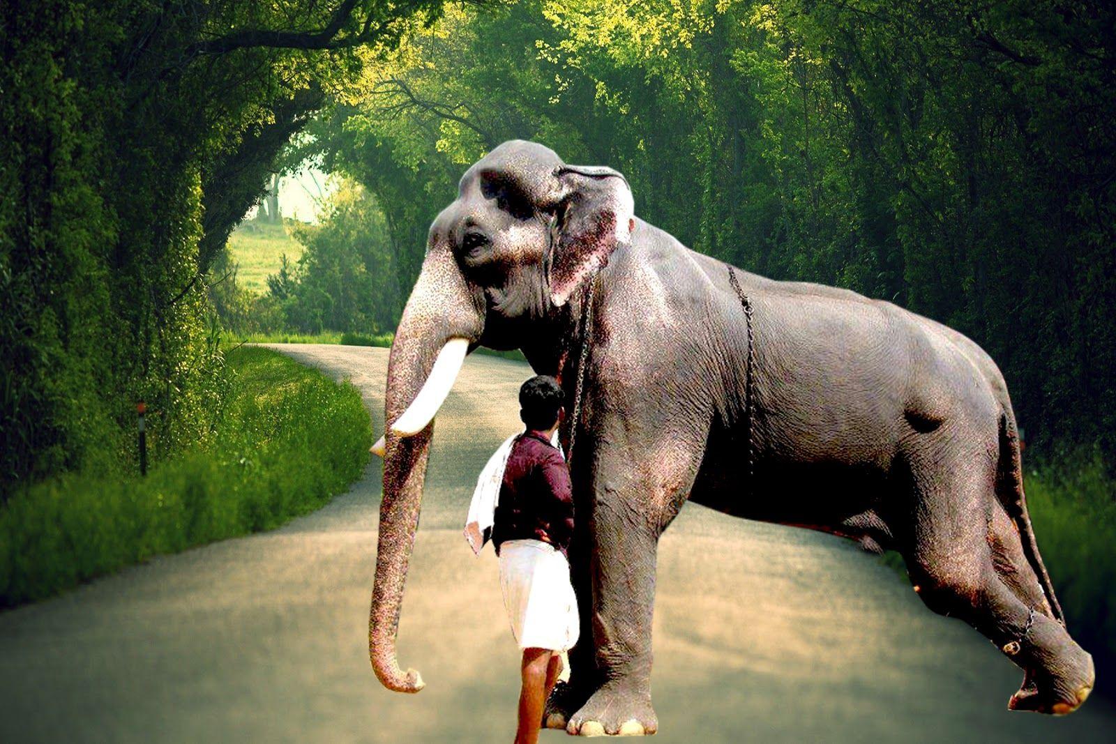 1600x1067 Mangalamkunnu Karnan HD Image Elephant Mangalamkunnu Karnan Photo. Famous elephants, Elephant, Elephant lover