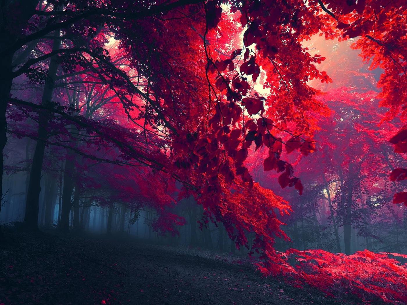 Red Fog Wallpapers - Top Free Red Fog Backgrounds - WallpaperAccess