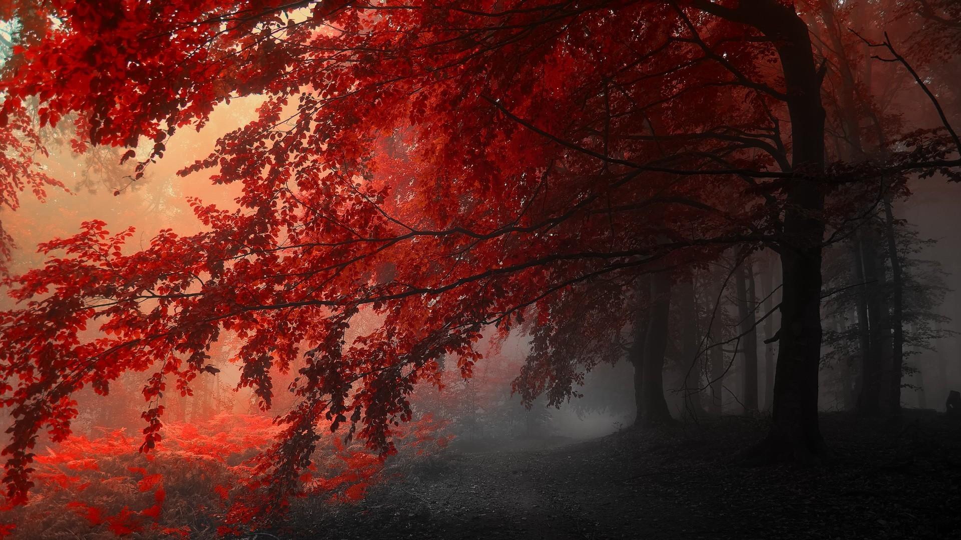 Red Fog Wallpapers - Top Free Red Fog Backgrounds - WallpaperAccess