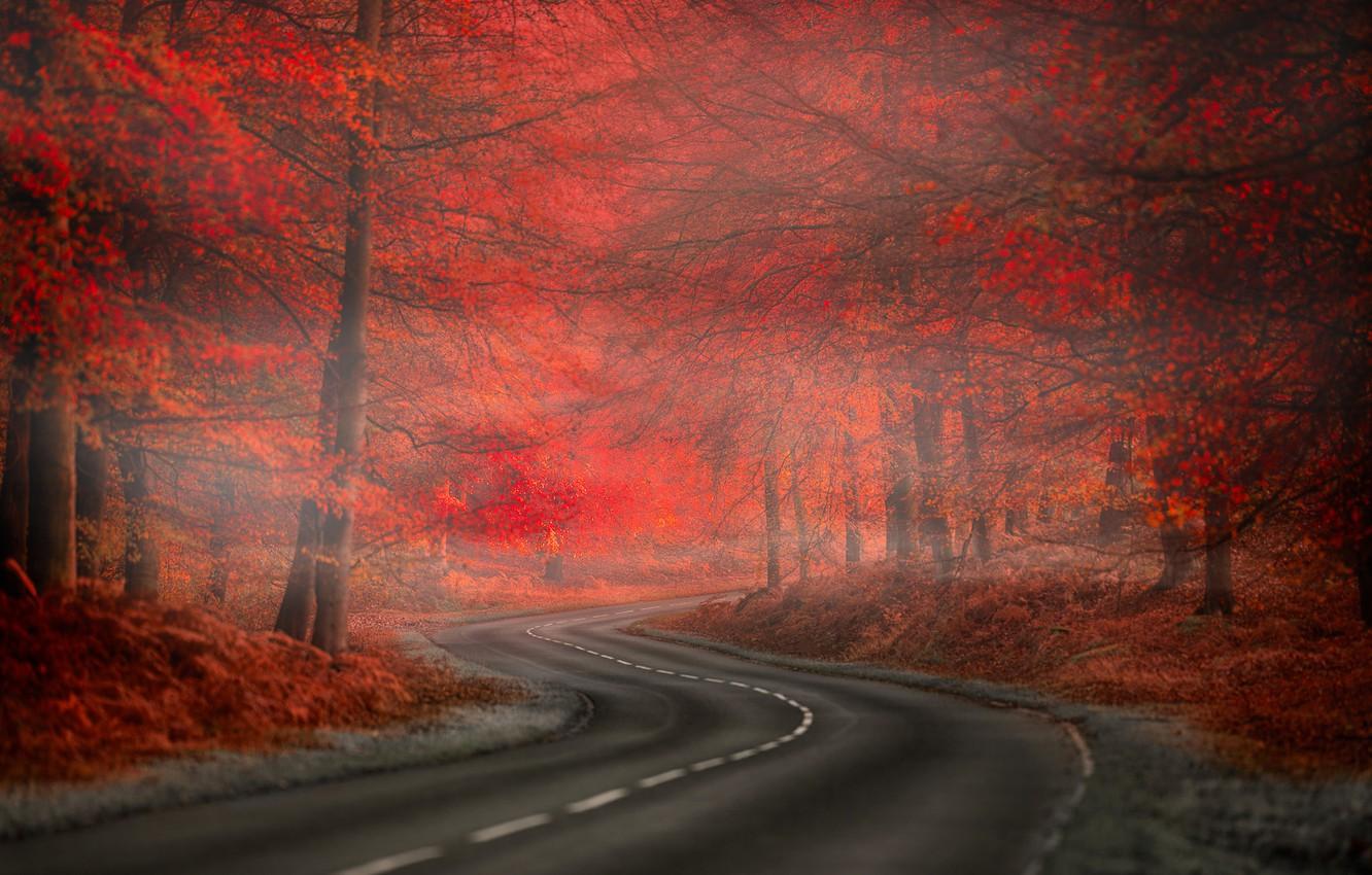 1332x850 Wallpaper Red, Road, Fog, Forest, Leaves, Nature. Beauty image for desktop, section природа