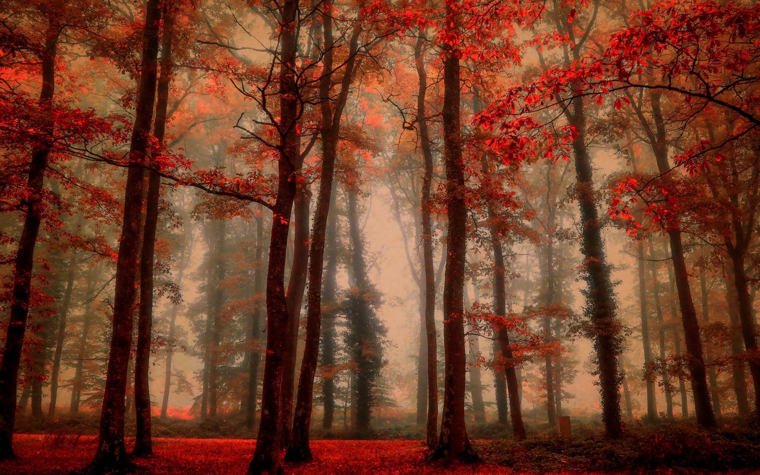 2560x1600 Wallpaper Beautiful autumn, trees, red leaves, fog, forest 2560x1600 HD Picture, Image