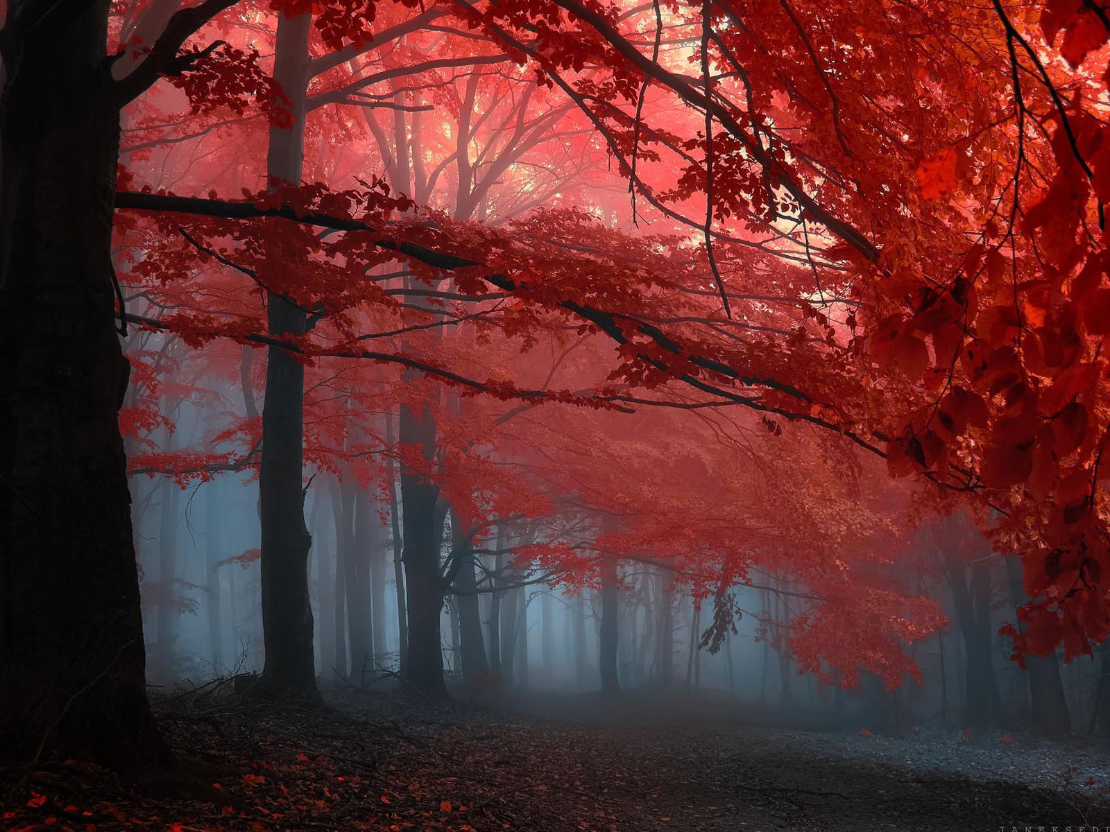 Red Fog Wallpapers - Top Free Red Fog Backgrounds - WallpaperAccess