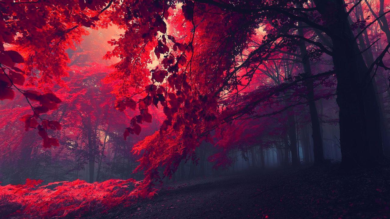 1280x720 DesktopWallpaper4 trees in the foggy forest #wallpaper #HQ #nature #tree #forest #fog