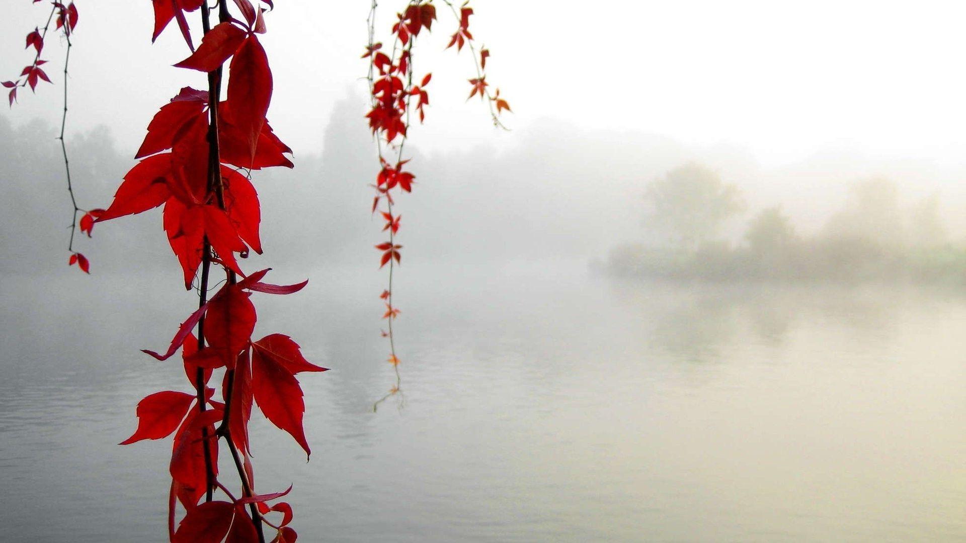 1920x1080 Red vines above the foggy lake Wallpaper