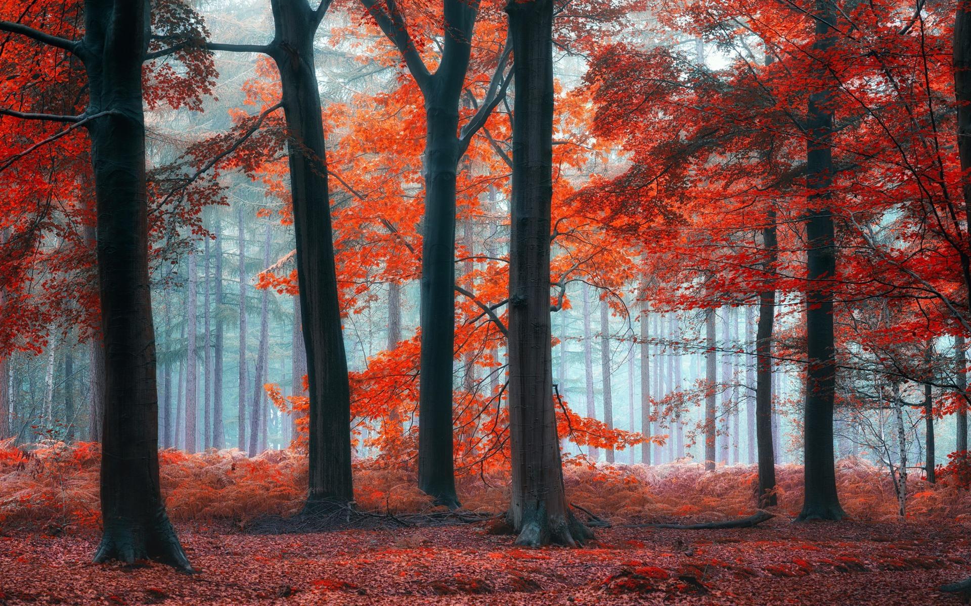 1920x1200 Wallpaper Trees, forest, red leaves, fog, morning 1920x1200 HD Picture, Image