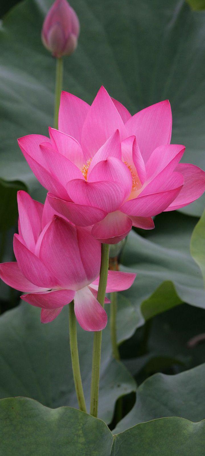 720x1600 Lotus Flower Wallpaper for Samsung Galaxy A32 5G Background Wallpaper. Wallpaper Download. High Resolution Wallpaper. Lotus flower picture, Lotus flower wallpaper, Lotus flower image