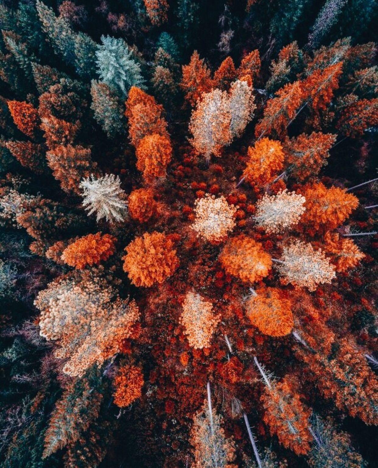 autumn background images aesthetic