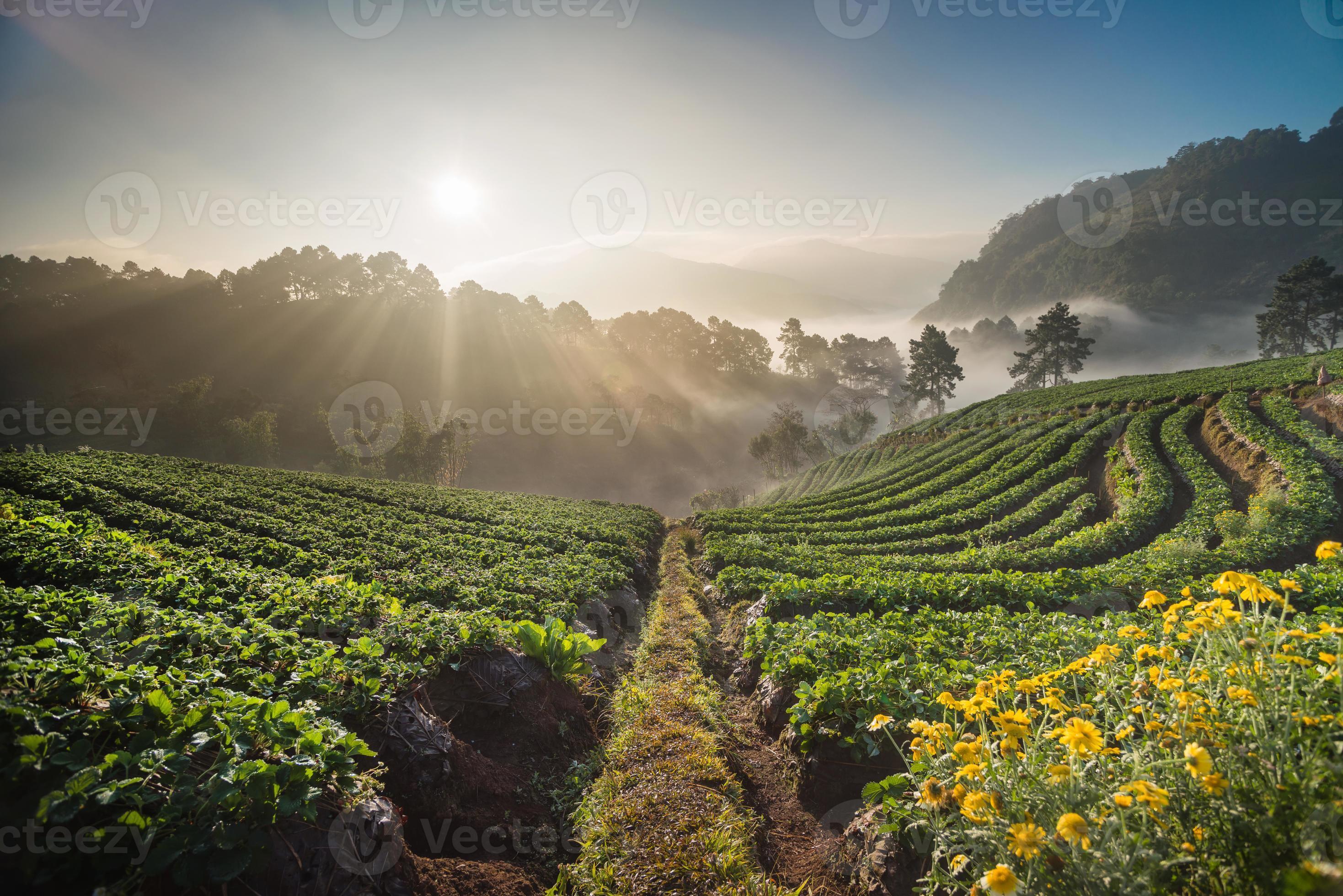 2937x1960 Morning sunrise in strawberry field, chiangmai thailand