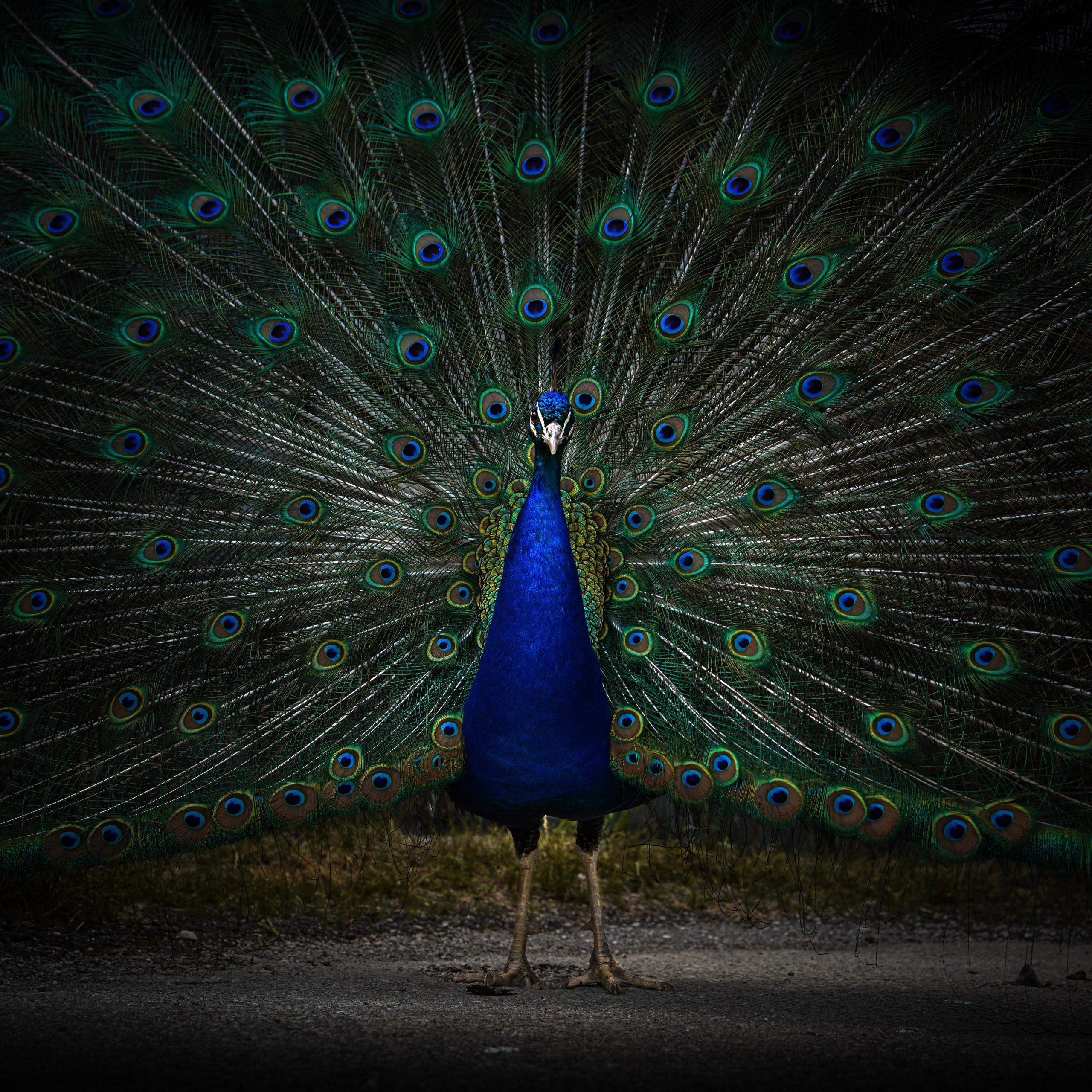 2560x2560 Peacock Wallpaper 4K, Peafowl, Zoo, Dark, 5K, Animals