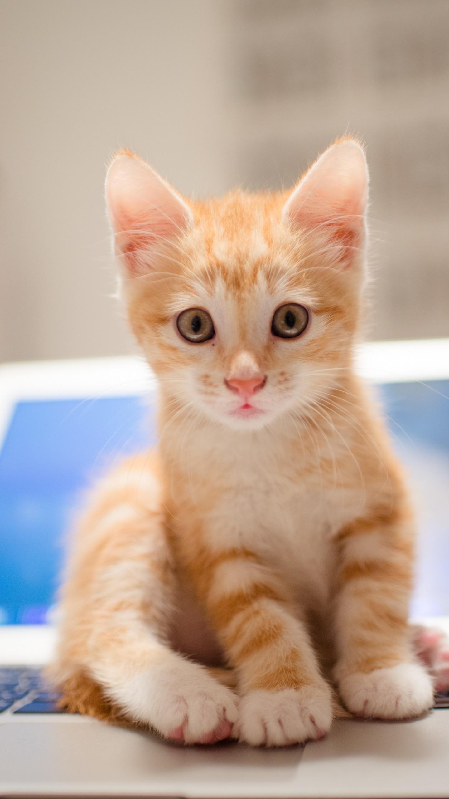 1440x2560 Wallpaper kitten, cat, cute, 8k, Animals