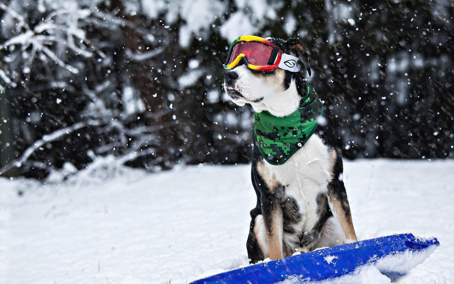 1920x1200 Dog snow winter sled glasses humor funny wallpaper