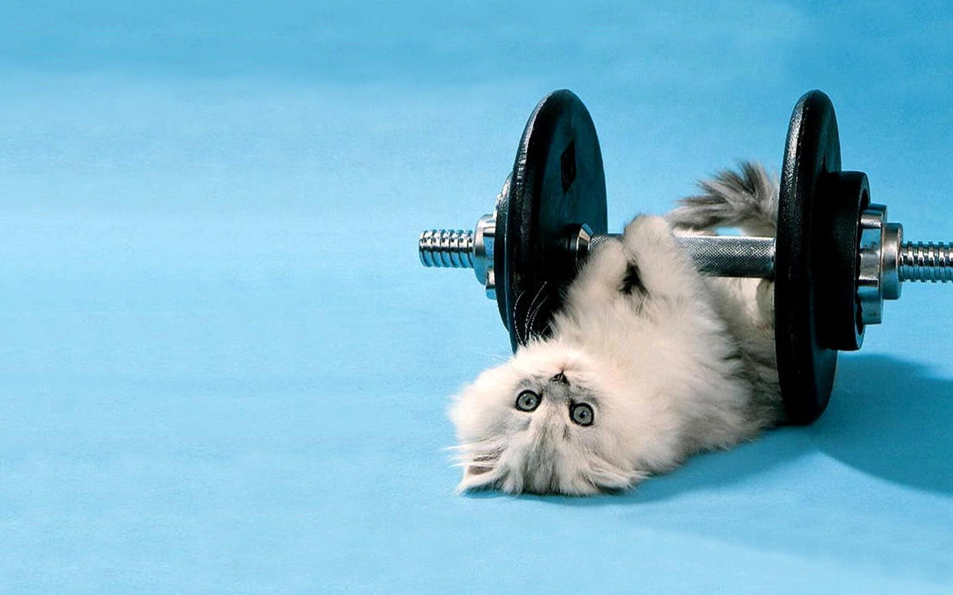 1920x1200 Funny Winter Animal