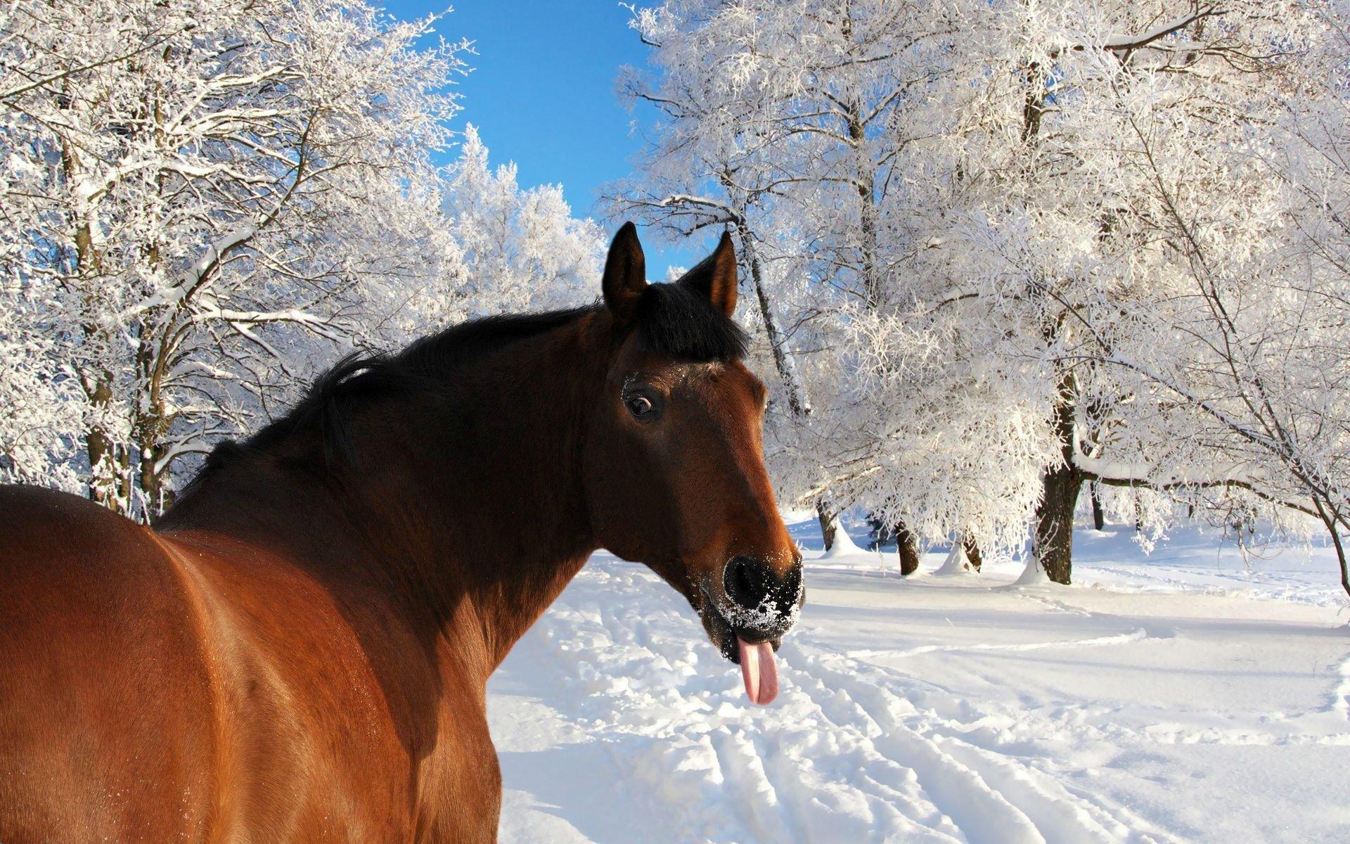 1920x1200 winter, Snow, Nature, Landscape, Horse, Funny, Humor Wallpaper HD / Desktop and Mobile Background