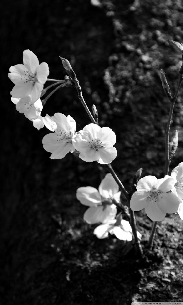 768x1280 Black Sakura Wallpaper
