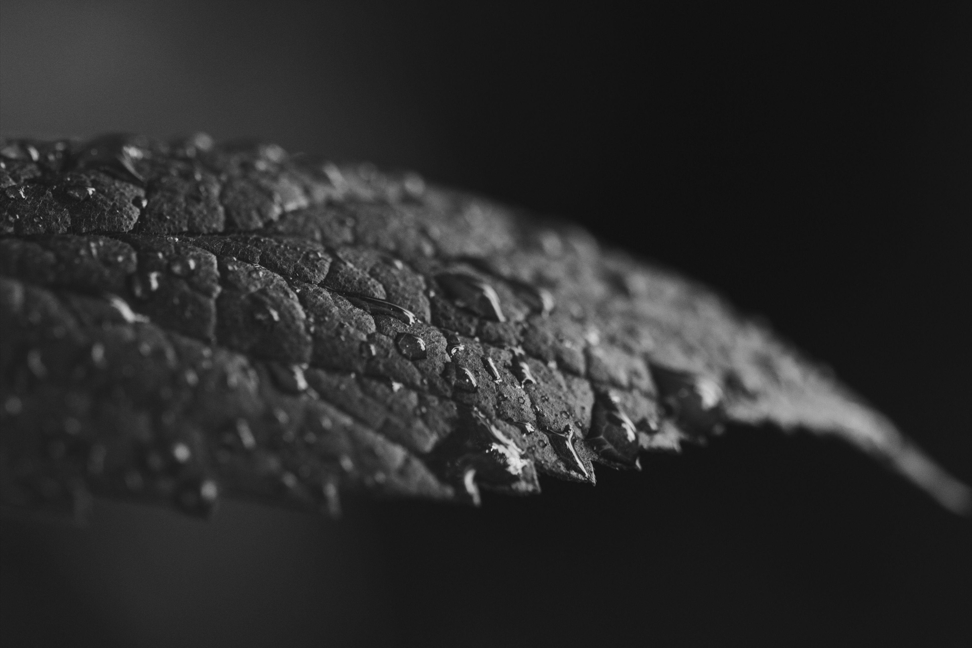 3840x2559 Gray And Black And White 4k Wallpaper