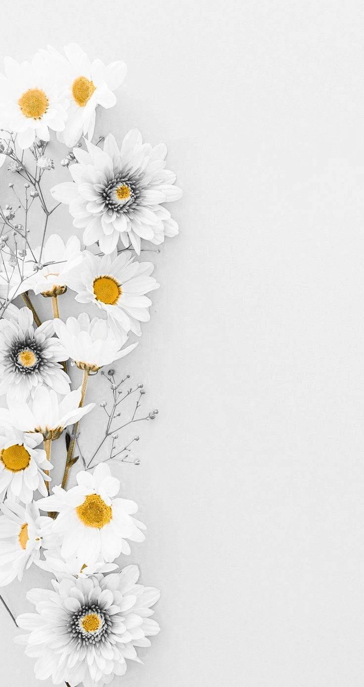 736x1389 Download White Gerberas And Daisy iPhone Wallpaper