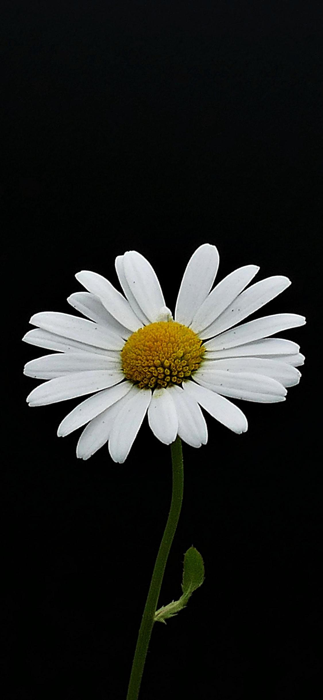 1125x2436 Download wallpaper 1125x2436 portrait, white flower, minimal, daisy, iphone x, 1125x2436 HD background, 8509