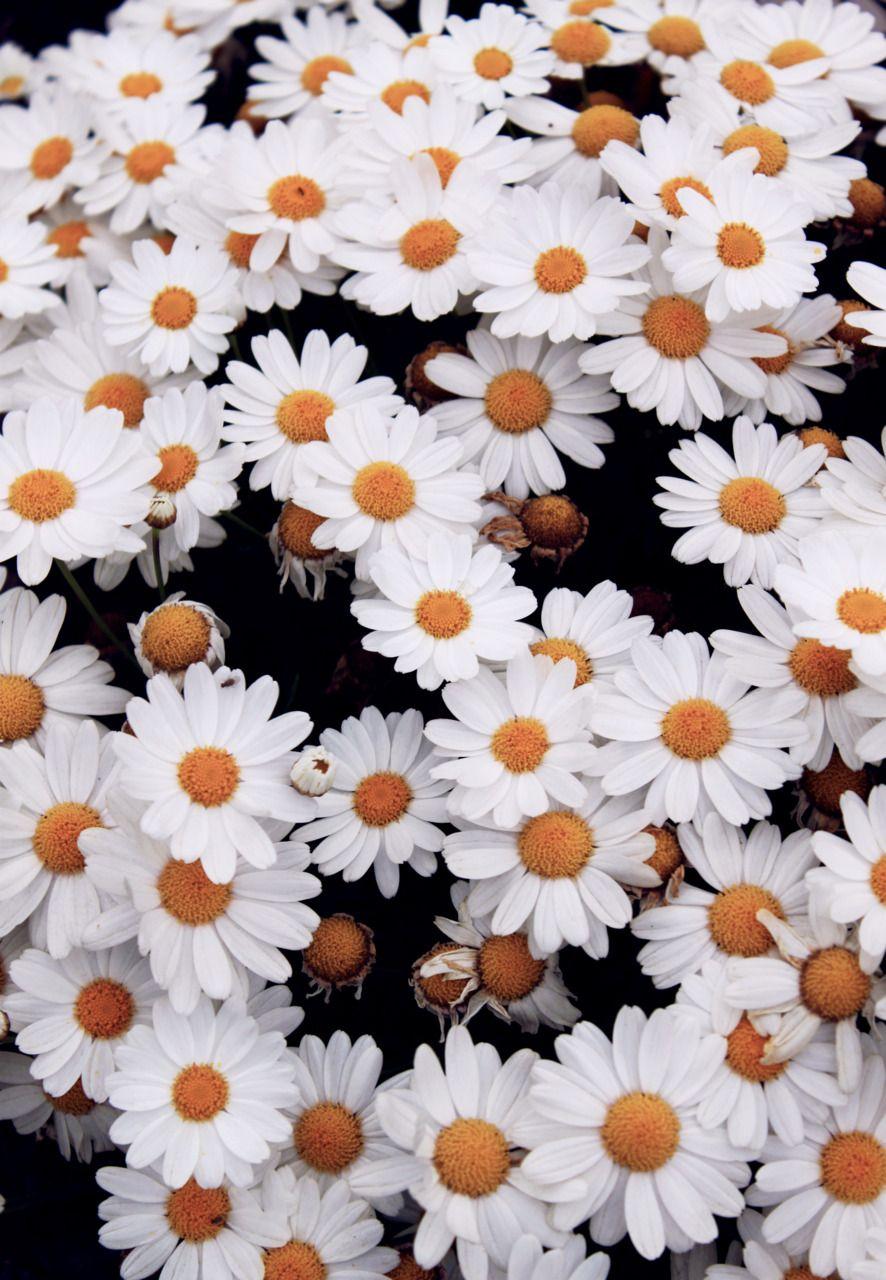 886x1280 An entry from note to self. Flowers photography, Planting flowers, Trendy flowers