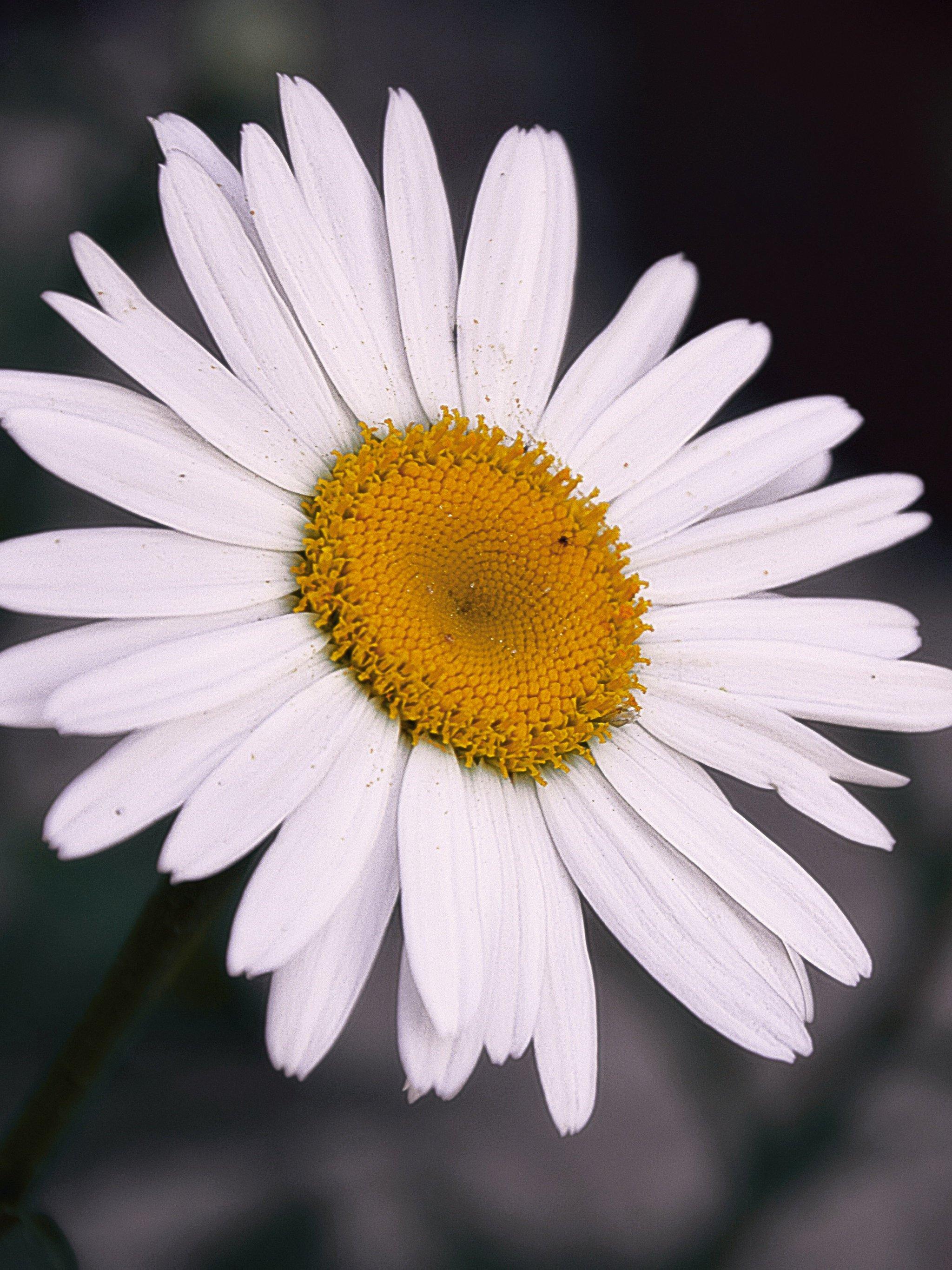 2048x2732 Daisy Wallpaper, Android & Desktop Background