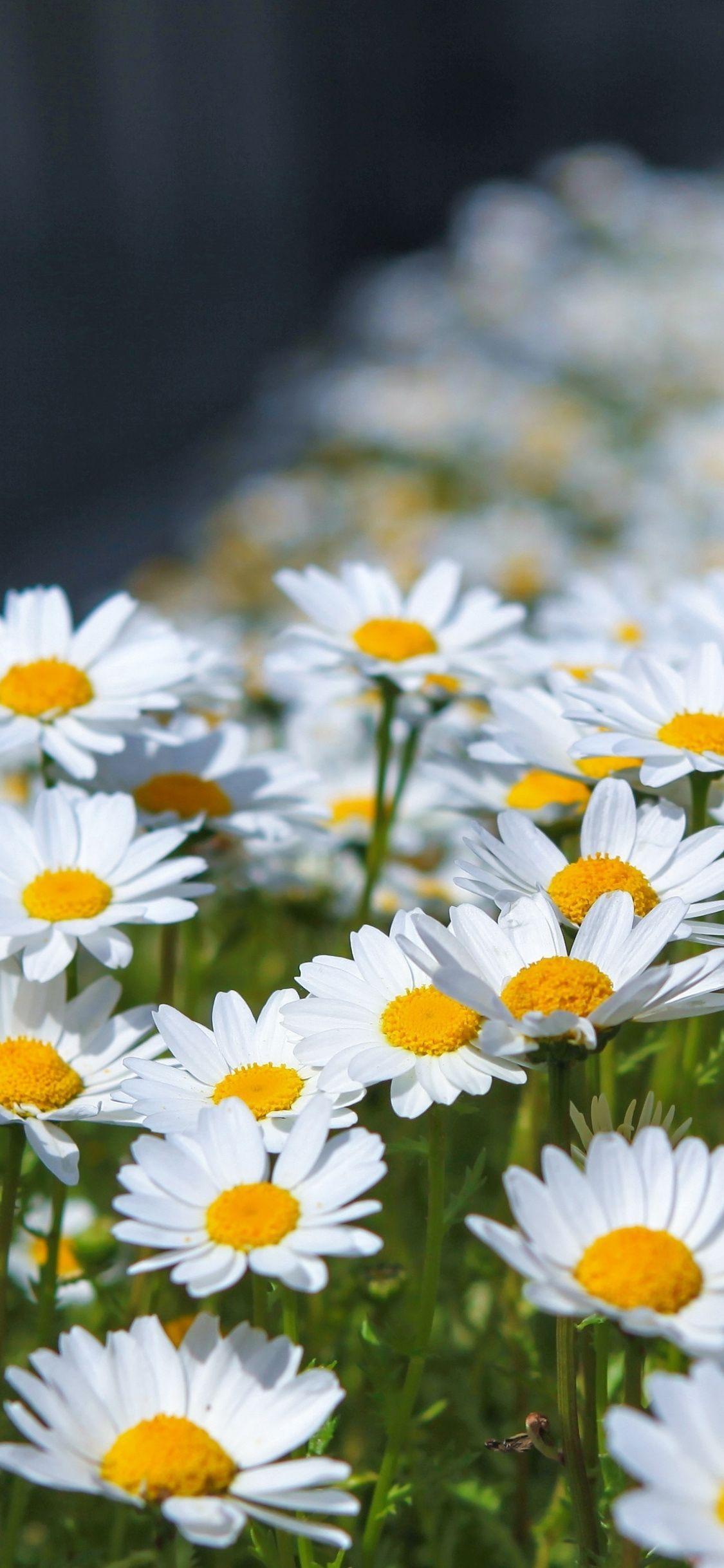 1125x2436 Daises Wallpaper