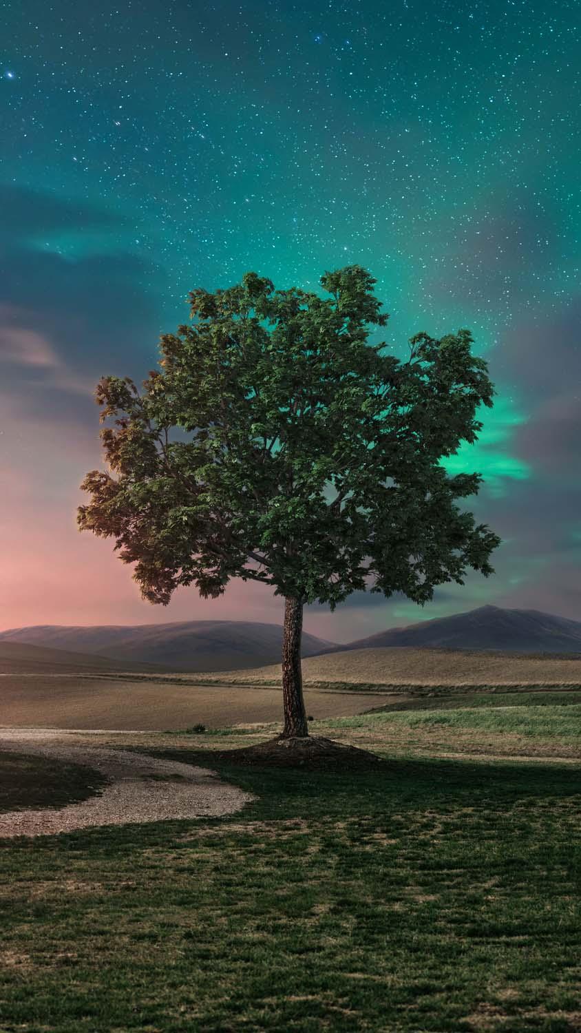 Lonely Tree iPhone Wallpapers Top Free Lonely Tree iPhone Backgrounds