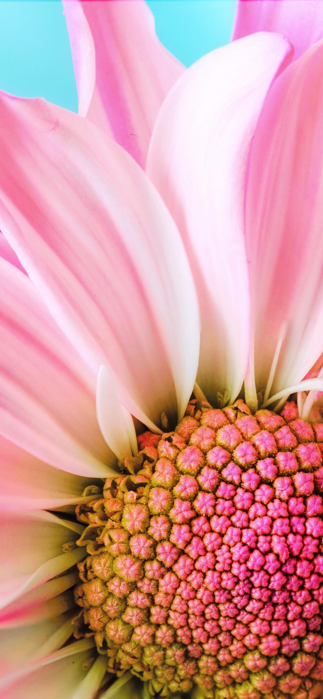 1125x2436 Download wallpaper 1125x2436 close up, pink daisy, bloom, iphone x, 1125x2436 HD background, 2708