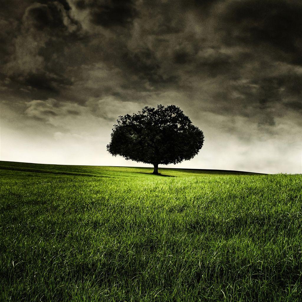 1024x1024 Single Tree on Hill iPad Air wallpaper. Tree photography wallpaper, Cool landscapes, Tree HD wallpaper