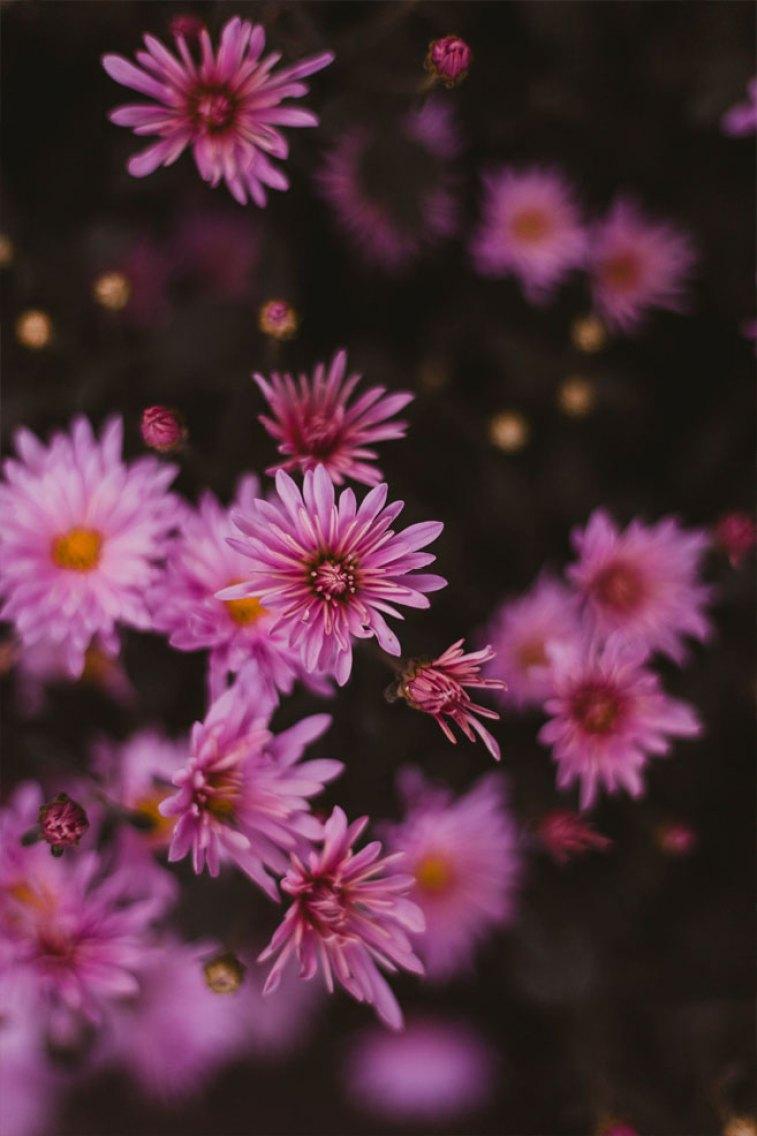 757x1136 Wild pink daisy iphone wallpaper Wallpaper